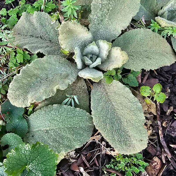 Verbascum boerhavii Feuille