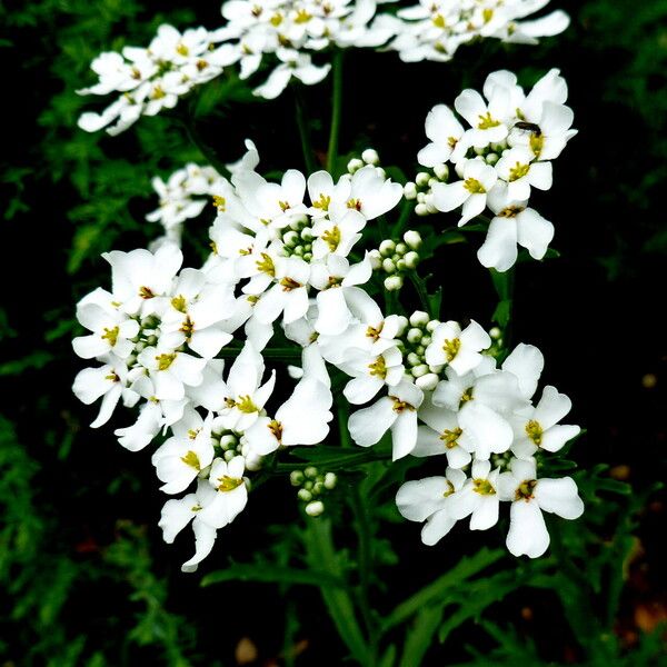 Iberis umbellata Flower