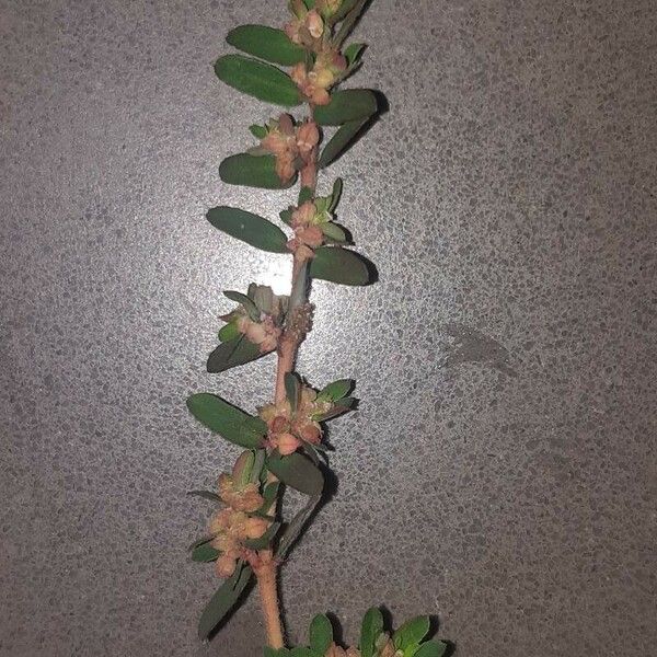 Euphorbia maculata Flower