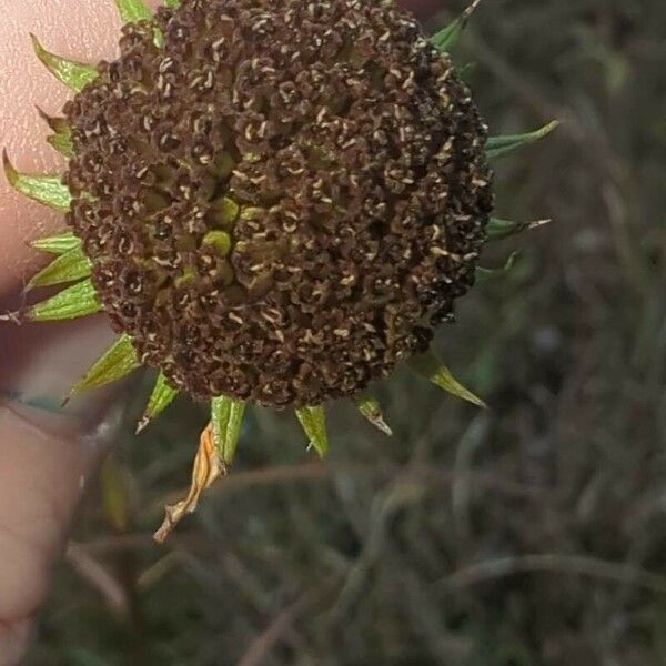 Helianthus angustifolius 花