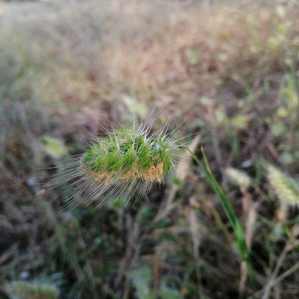 Cynosurus echinatus 花