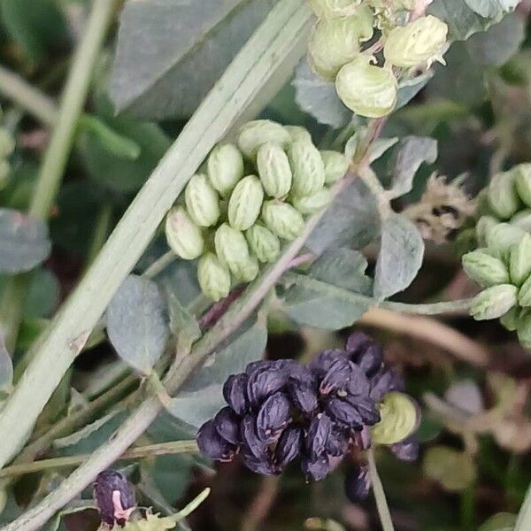 Medicago lupulina फल