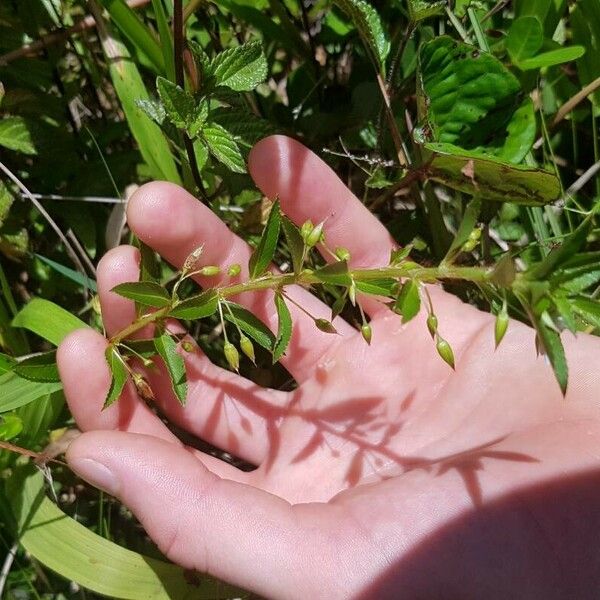 Sauvagesia erecta Leaf