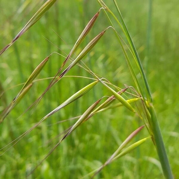 Avena barbata Fruit