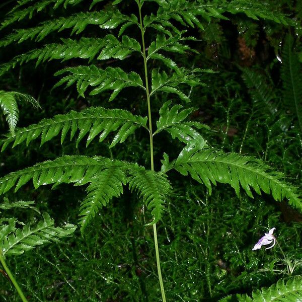Pteris multifida (Chinese brake)