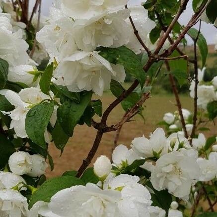 Philadelphus coronarius Lorea