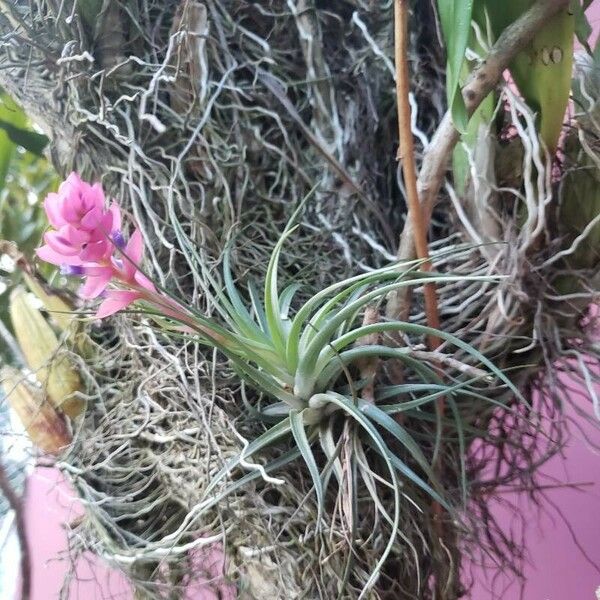 Tillandsia stricta Habit