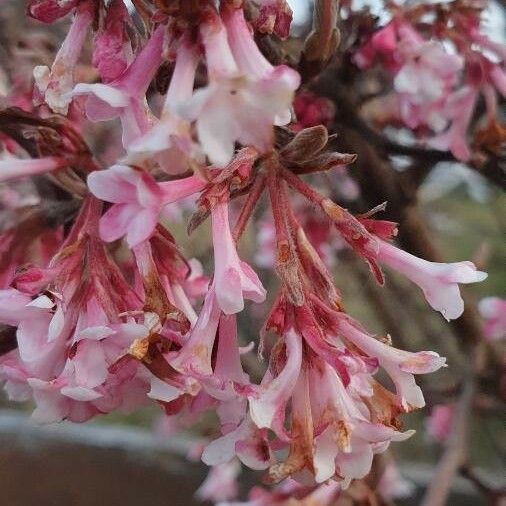 Viburnum farreri Kwiat