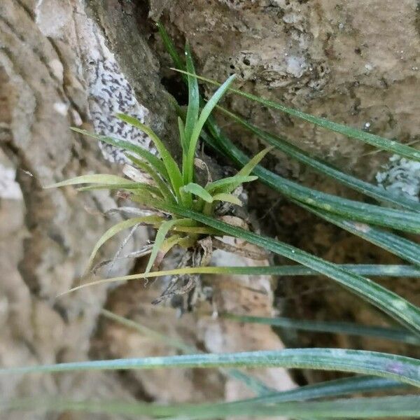 Tillandsia stricta ഇല