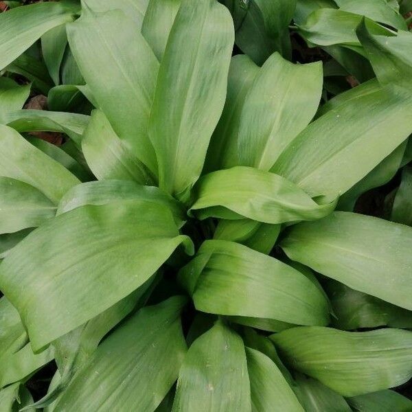 Allium ursinum Blatt