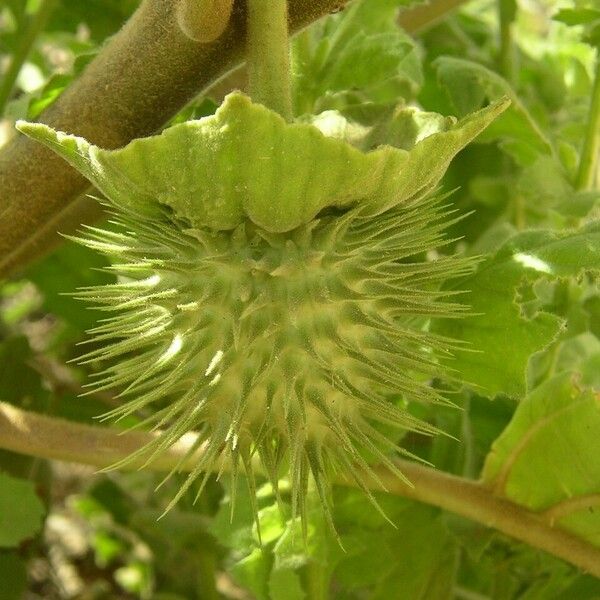 Datura inoxia ফল