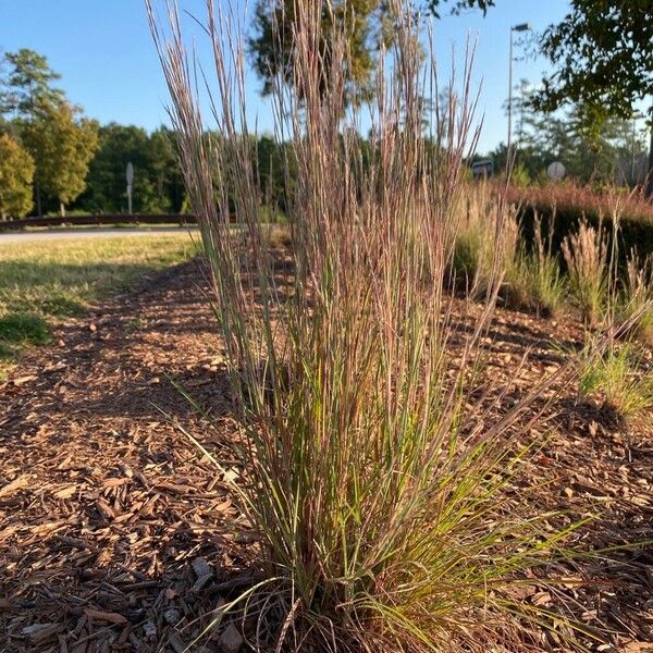 Schizachyrium scoparium Blatt