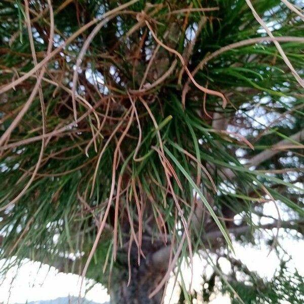 Pinus pinea Folha