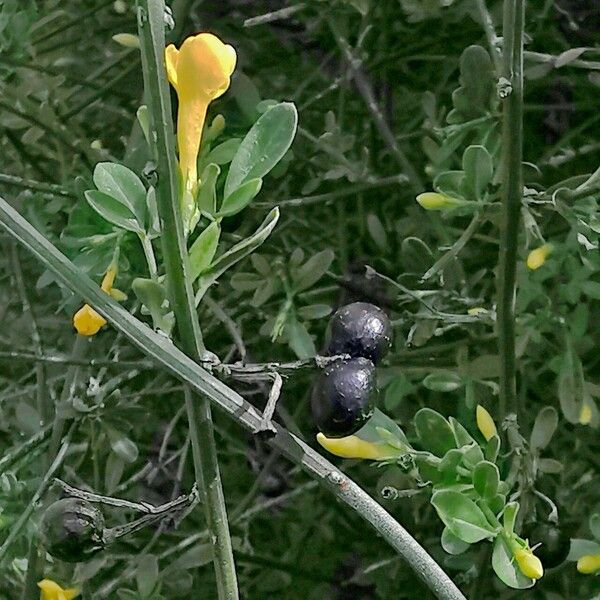 Chrysojasminum fruticans Flower