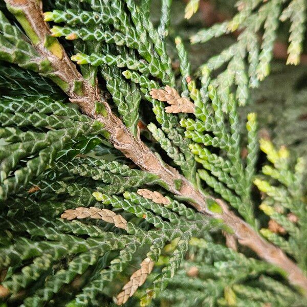 Chamaecyparis lawsoniana Corteccia