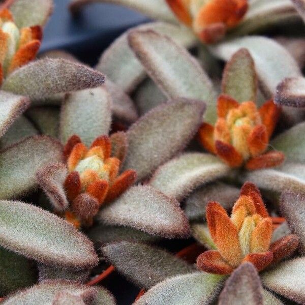 Kalanchoe tomentosa 形态