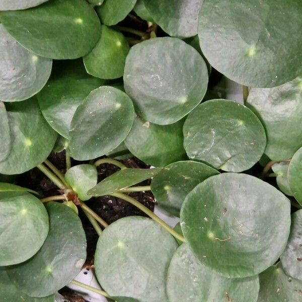 Pilea peperomioides Лист