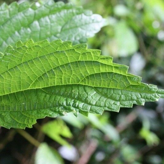 Boehmeria japonica Leaf