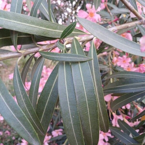 Nerium oleander Deilen