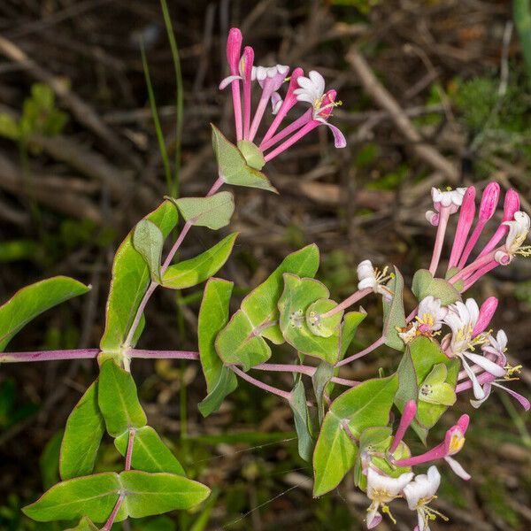 Lonicera implexa Habitus