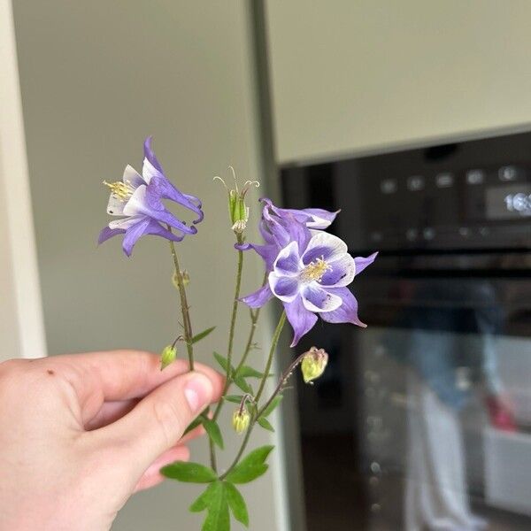 Aquilegia nigricans 花