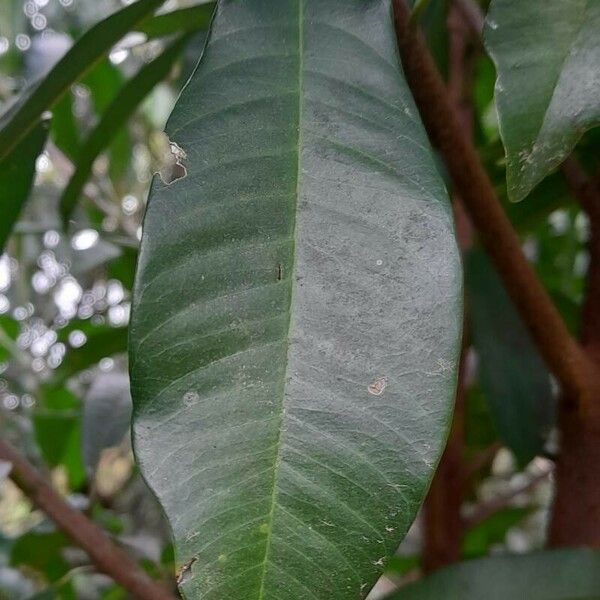 Sapindus saponaria Leaf