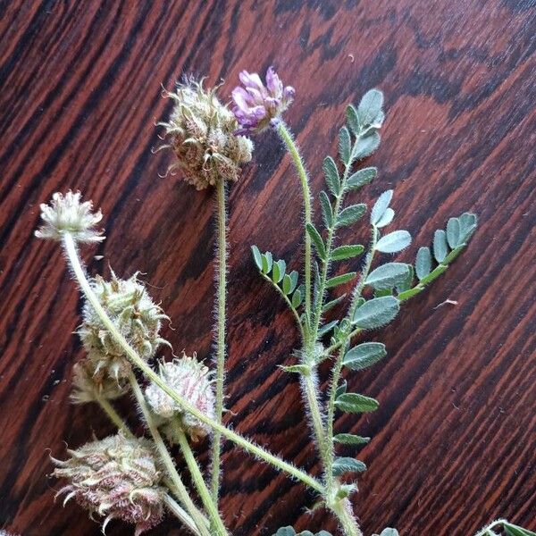 Astragalus echinatus Flor