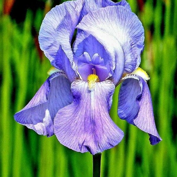 Iris lutescens Kvet