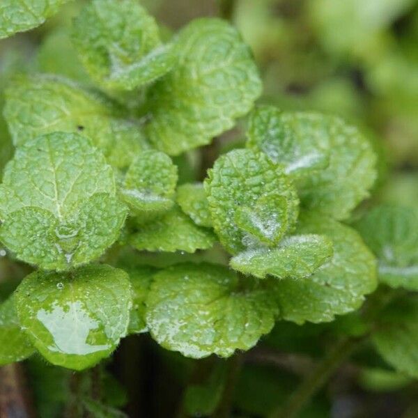 Mentha suaveolens Blad