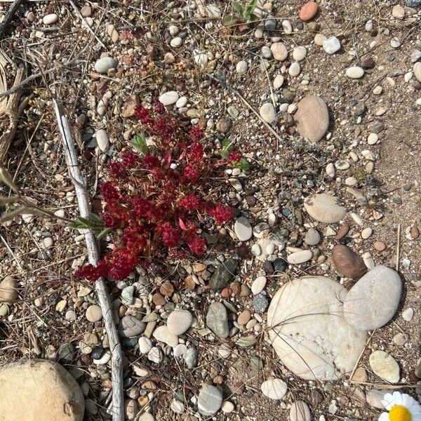 Blitum virgatum Flor