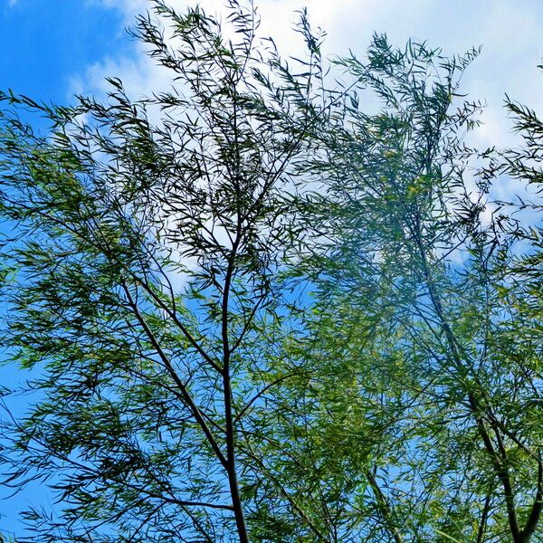 Salix humboldtiana Vekstform