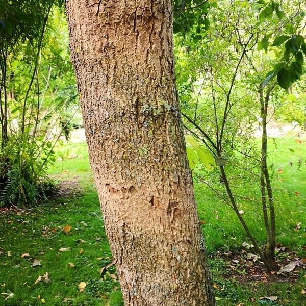 Eucommia ulmoides Bark