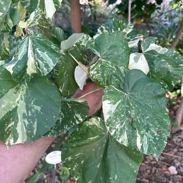 Hibiscus tiliaceus Folha