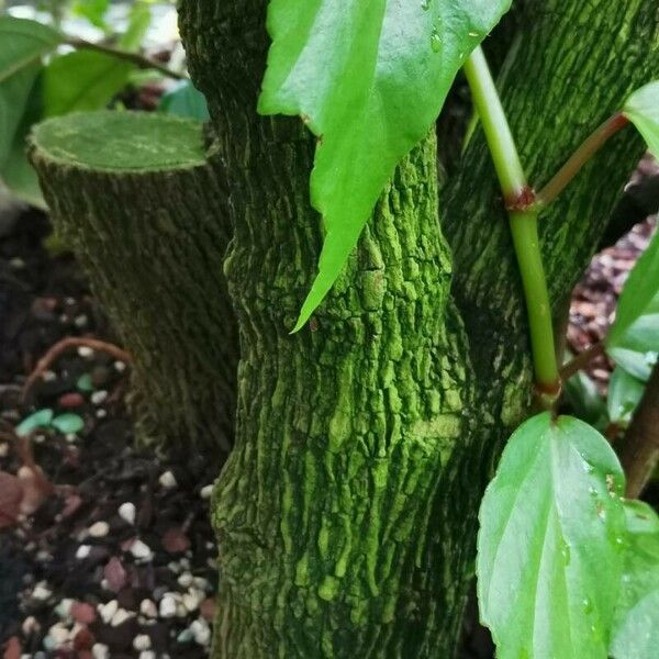 Aristolochia arborea Koor