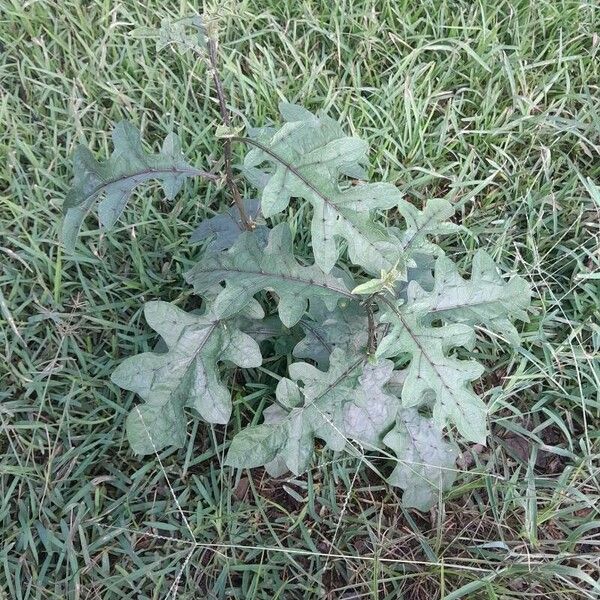 Solanum campechiense Folio