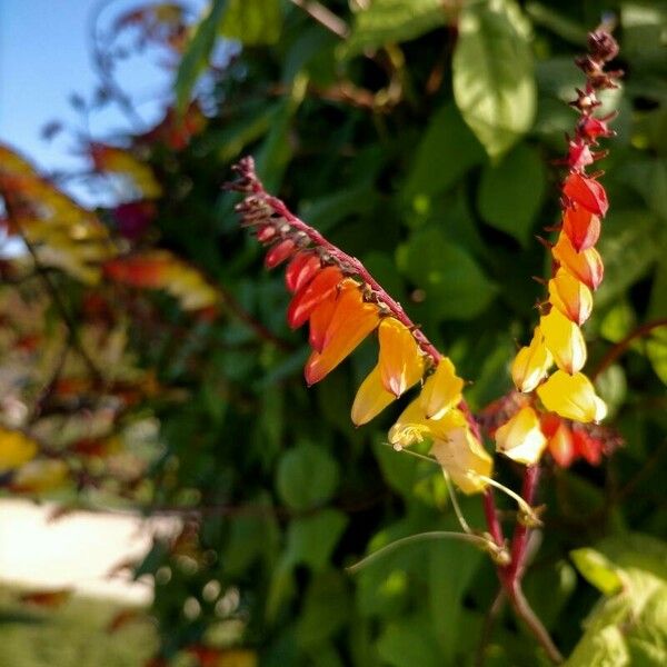 Ipomoea lobata Flower