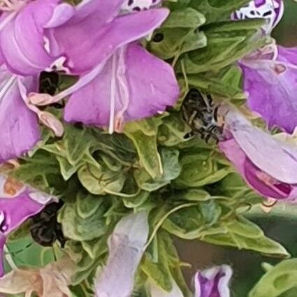 Hypoestes forskaolii Blomma