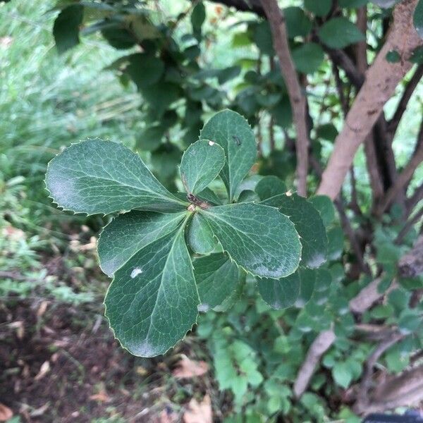 Berberis koreana Leaf