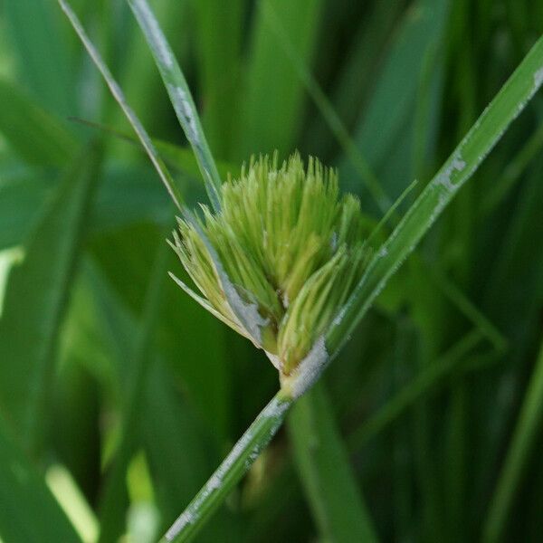 Carex bohemica Blomst