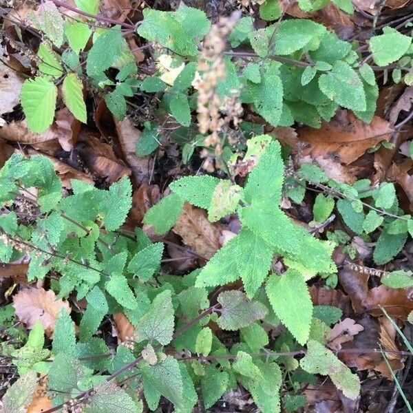 Teucrium scorodonia Yaprak