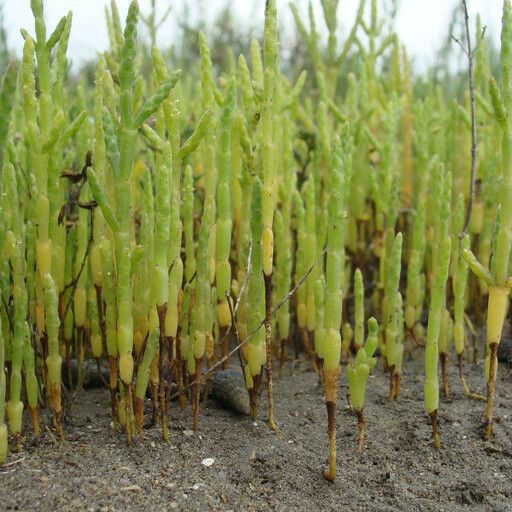 Salicornia bigelovii Облик