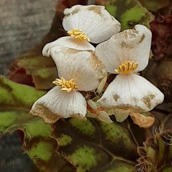 Begonia bowerae Fiore