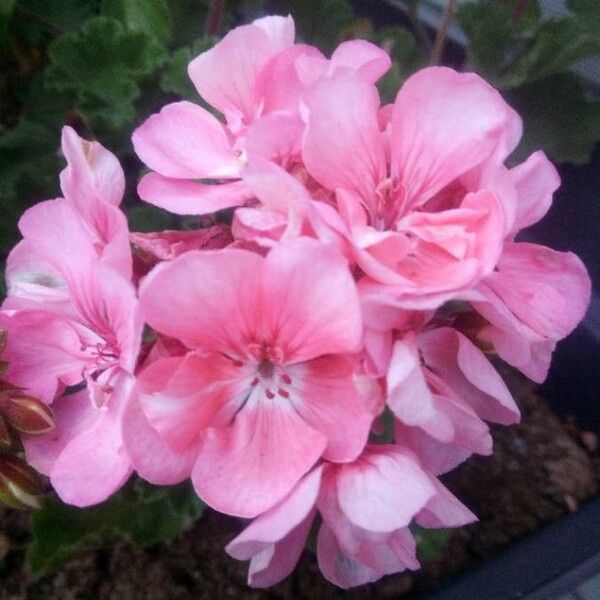 Pelargonium inquinans Žiedas