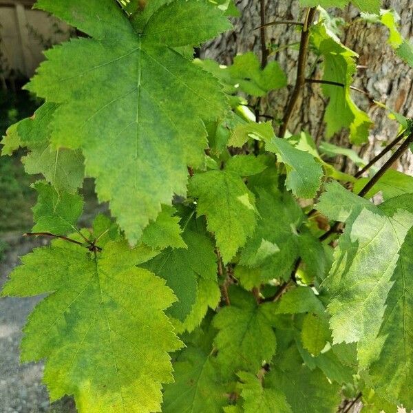 Crataegus coccinea Deilen