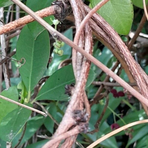 Akebia quinata Bark