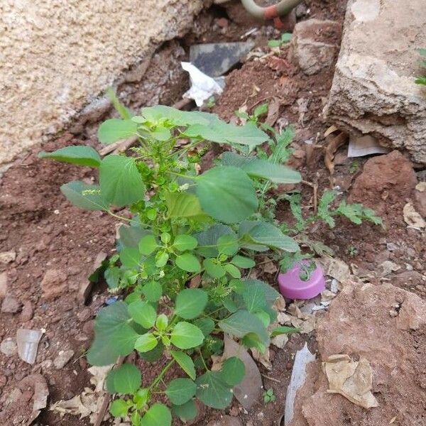 Acalypha indica Ліст