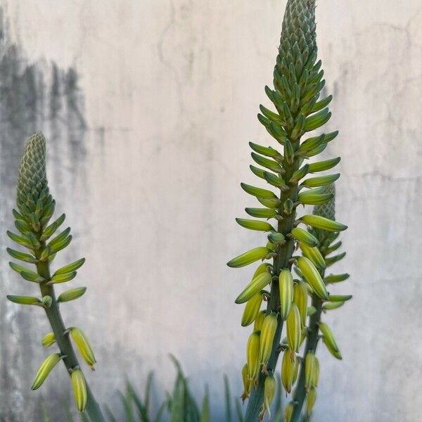 Aloe vera Kukka