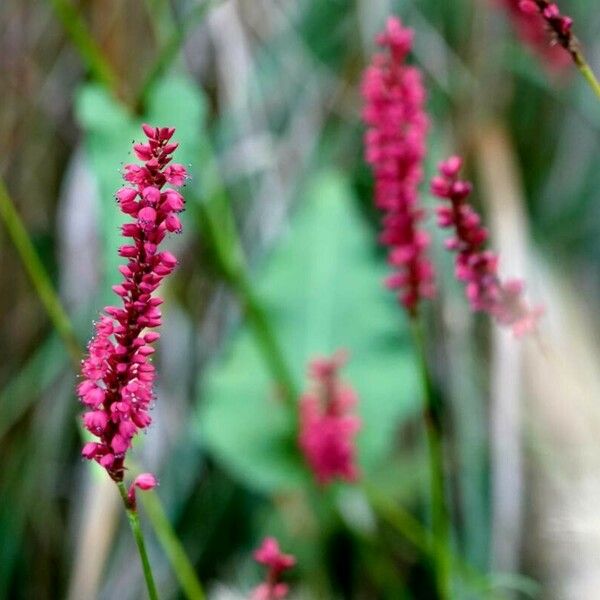 Persicaria orientalis 花