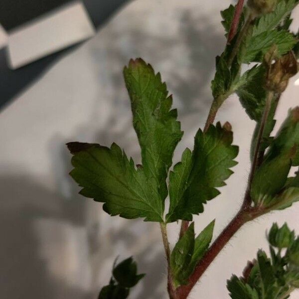 Potentilla norvegica Blatt