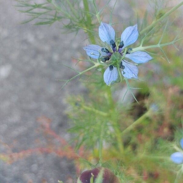 Nigella arvensis Floro